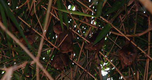 Gambian epauletted fruit bat